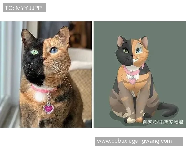 足球球星与猫咪的亲密日常 揭开他们与爱宠之间的温馨故事